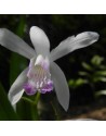 Bletilla striata kuchibeni...