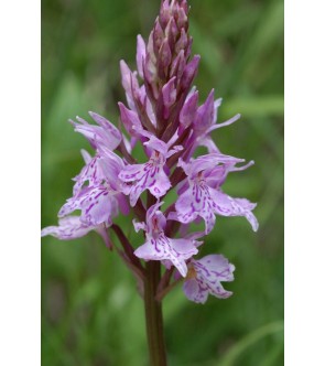 Dactylorhiza fuchsii in vaso