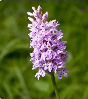 Dactylorhiza fuchsii in vaso