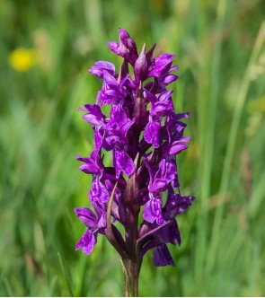 Dactylorhiza majalis in vaso