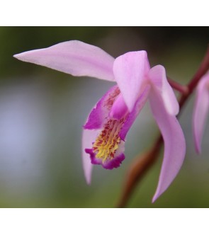 Bletilla striata Penways...