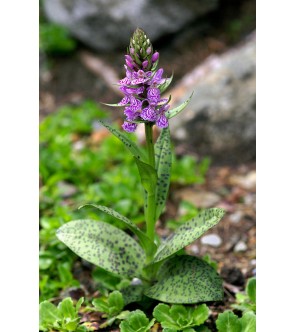 Dactylorhiza maculata in vaso