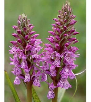 Dactylorhiza pardalina in vaso