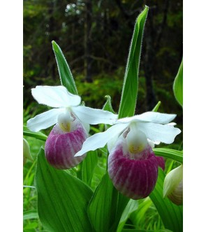 Cypripedium reginae in vaso