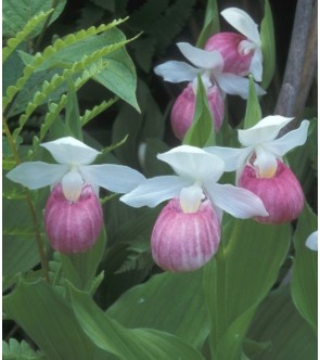 Cypripedium reginae in vaso