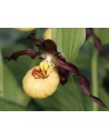 Cypripedium Emil in vaso