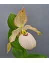 Cypripedium fasciolatum x...