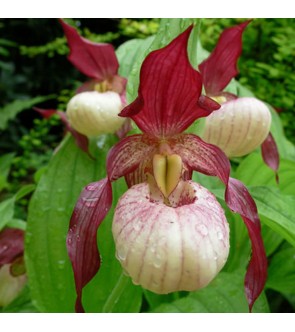 Cypripedium Gisela