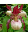 Cypripedium Gisela