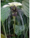 Tacca integrifolia Select