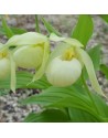 Cypripedium Michael White