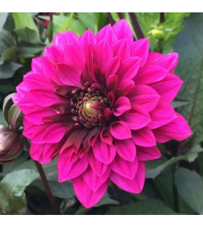 Dalia fior d'anemone Purple...