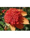 Dalia fior d'anemone Josie