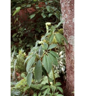 Arisaema tortuosum syn...