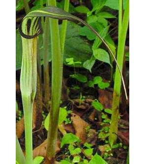 Arisaema concinnum