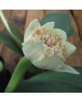 Haemanthus albiflos  RARO...