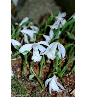 Pleione Formosana Alba