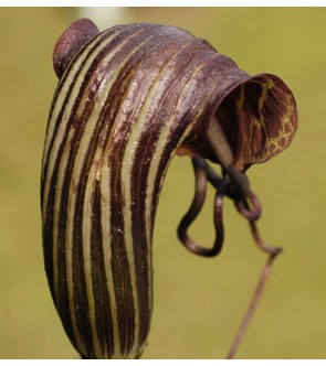 Arisaema utile