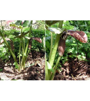 Arisaema griffithii