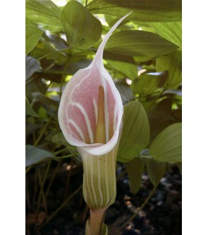 Arisaema candidissimum