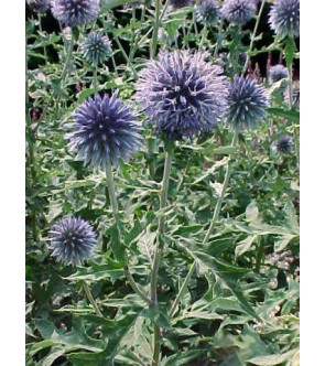 Echinops Blue Glow