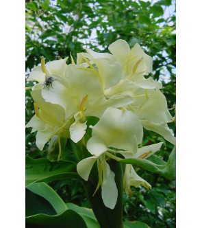 Hedychium Coronarium