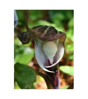 Arisaema sikonianum