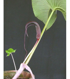 Arisaema costatum