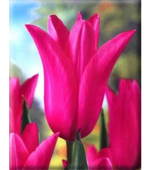 Tulipano fior di giglio...