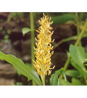 Hedychium Densiflorum