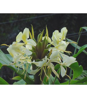 Hedychium Flavum